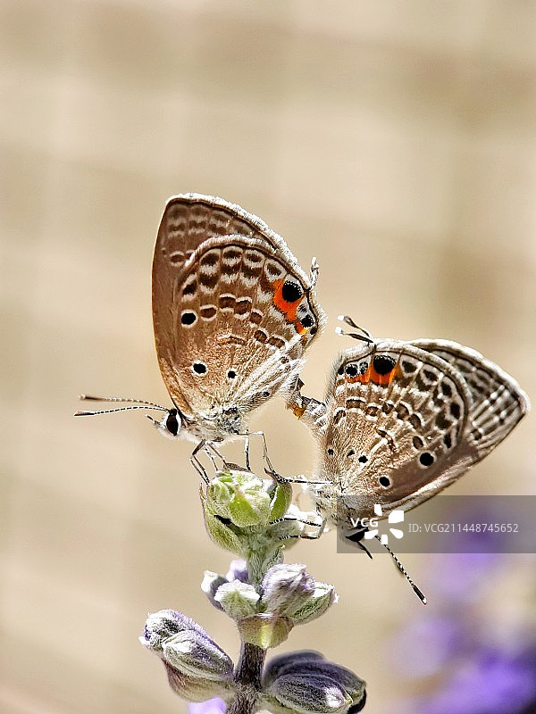 恋爱季图片素材
