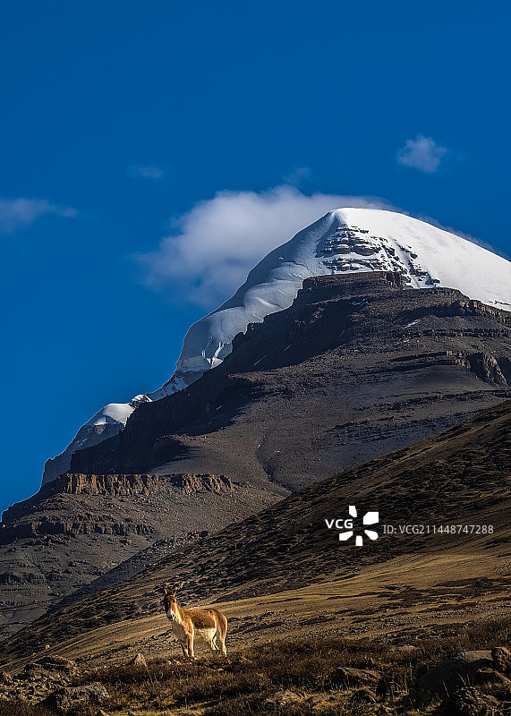 冈仁波齐和野驴图片素材