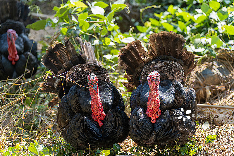 田野上栖息的火鸡图片素材