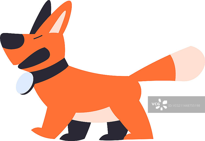 戴着项圈站立吠叫的红狗图片素材