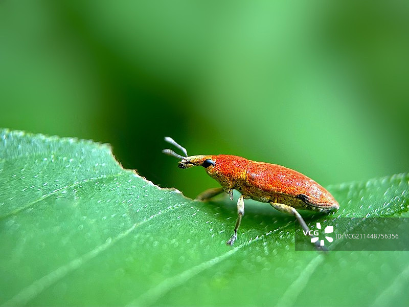 甘薯蚁象图片素材