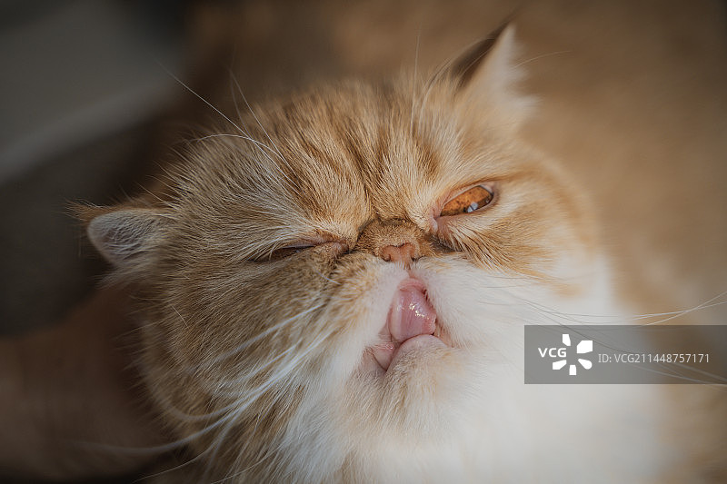 加菲猫的wink图片素材