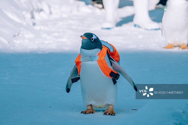 冬天哈尔滨极地馆外的逃学企鹅图片素材