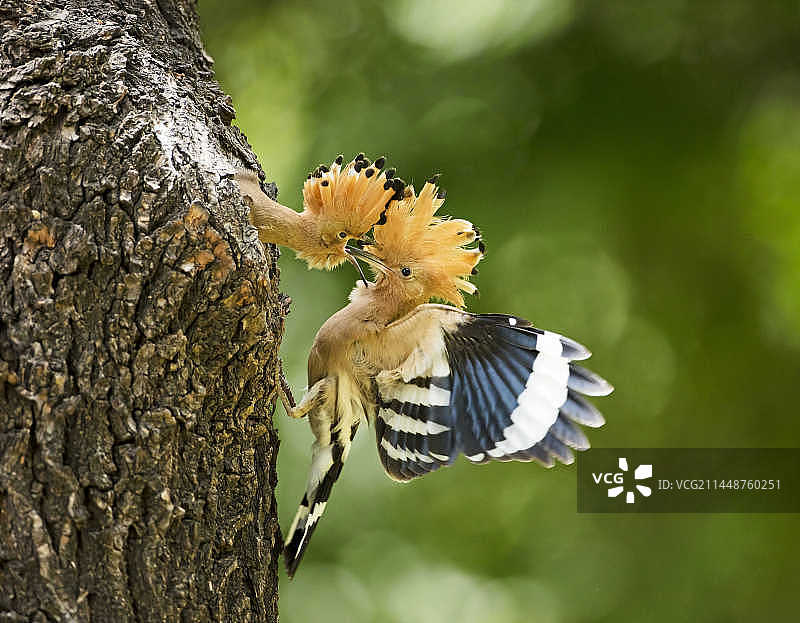 哺育，戴胜育雏图片素材