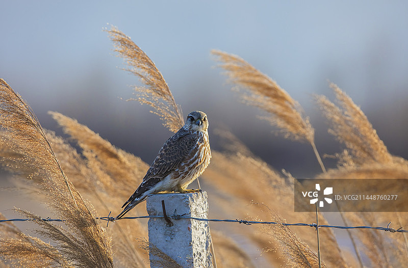 灰背隼图片素材