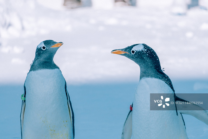 冬天哈尔滨极地馆外的企鹅图片素材