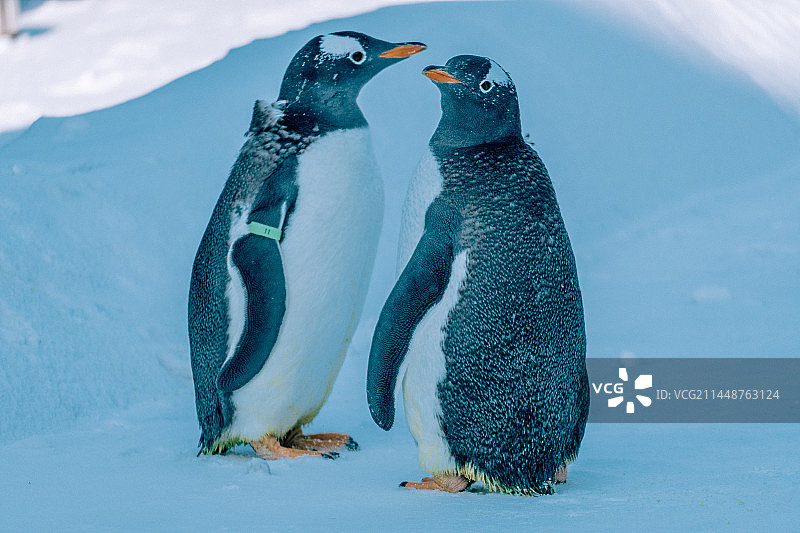 冬天哈尔滨极地馆外的企鹅图片素材