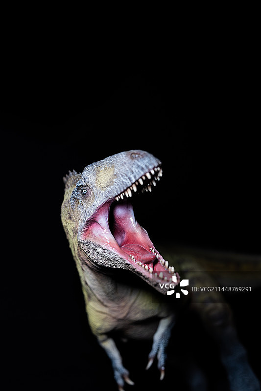 黑色背景下恐龙的特写镜头图片素材