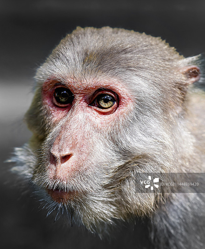 猕猴特写图片素材