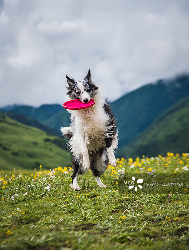 牧羊犬高原奔跑接飞盘图片素材