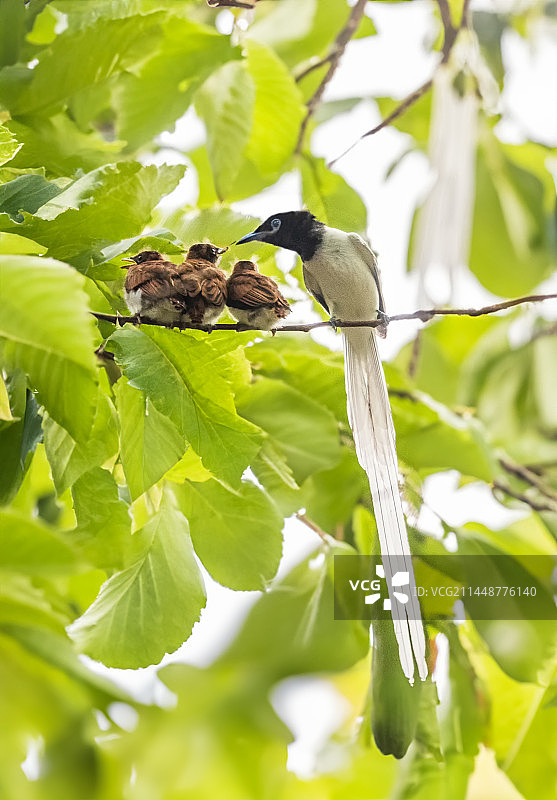 寿带与它的三只刚出窝的小宝宝图片素材