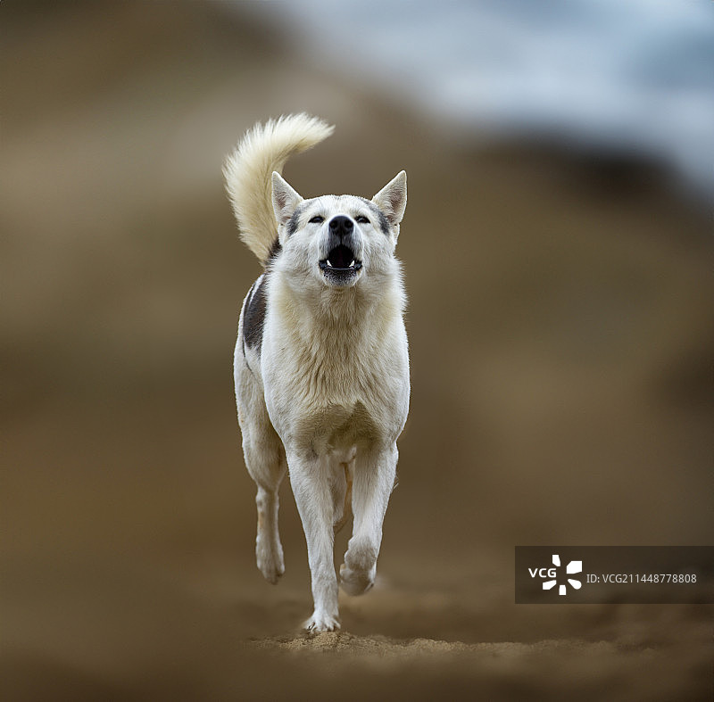 中华田园犬图片素材