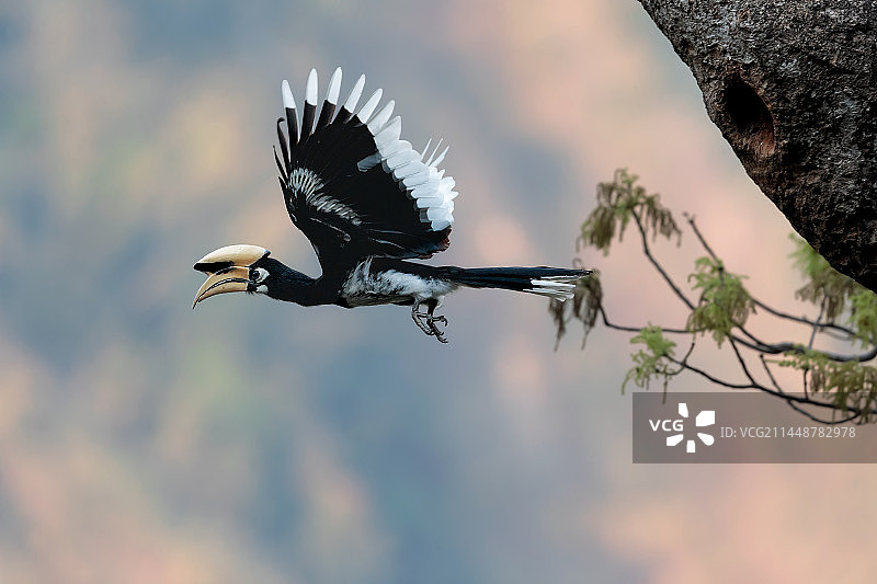 冠斑犀鸟 Oriental Pied Hornbill 2023年3月31日拍摄于云南盈江石梯图片素材