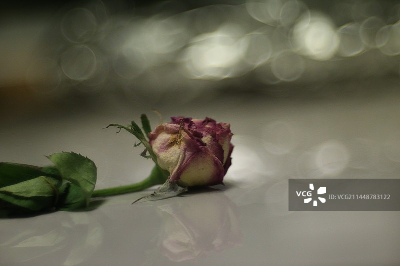 枯萎的玫瑰花图片素材