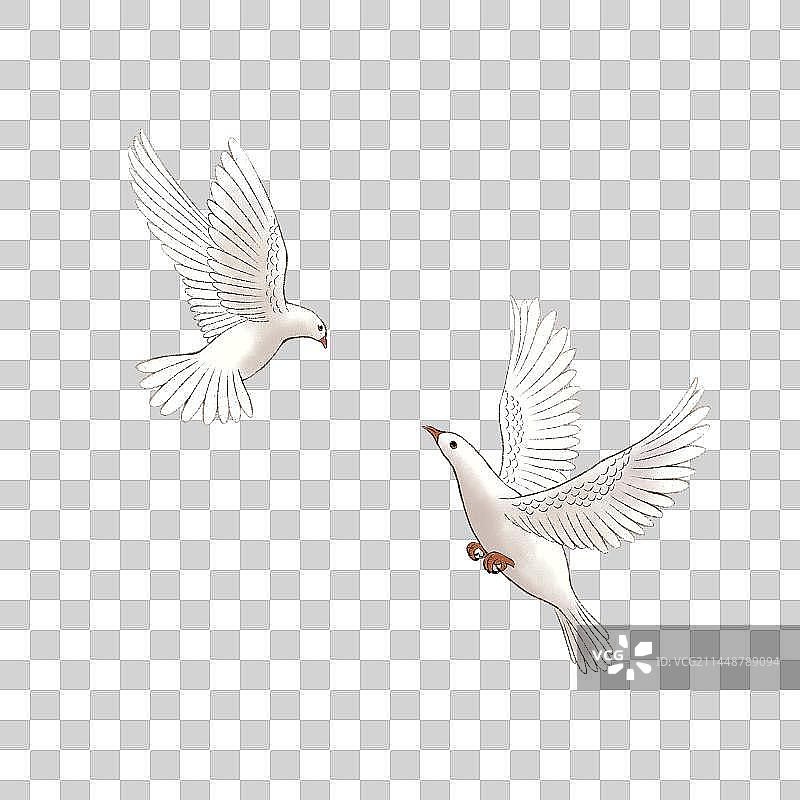 两只飞翔的鸽子图片素材