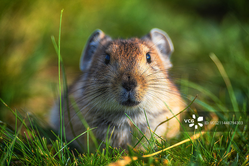 一只发呆的土拨鼠图片素材