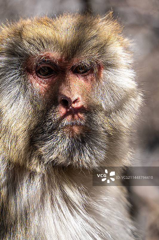 藏酋猴图片素材