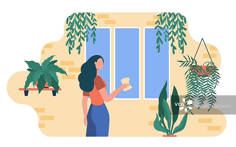 女人在家中植物旁擦窗户图片素材