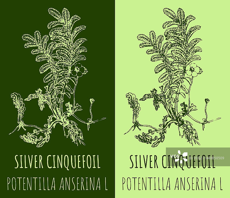 手绘银色五叶草图片素材