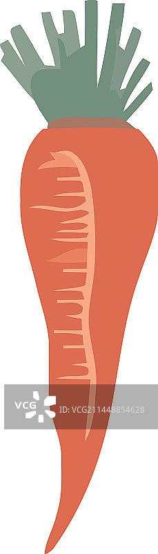 新鲜有机胡萝卜，健康饮食的象征图片素材