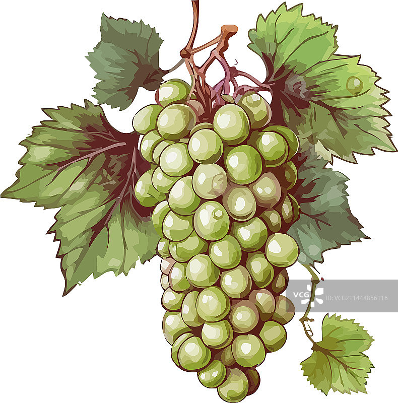 酿酒用的成熟葡萄图片素材