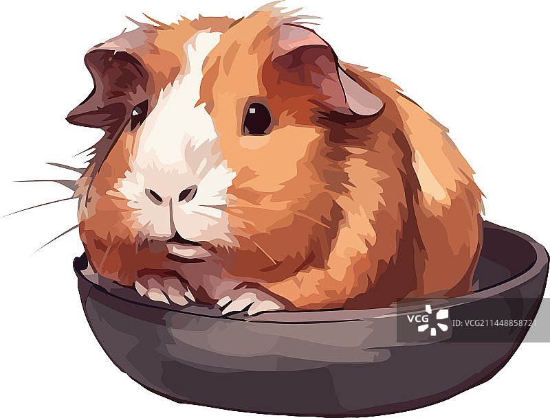 可爱的小宠物豚鼠图片素材