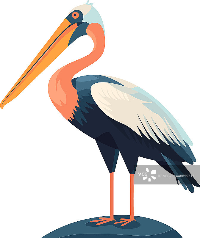 飞行鹈鹕与羽毛喙图片素材