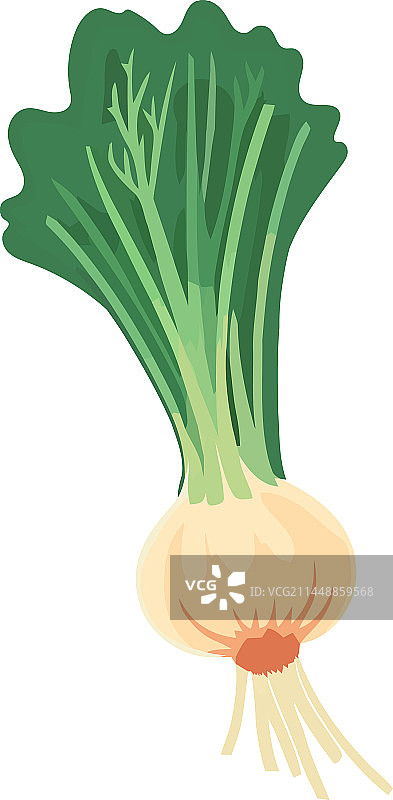 健康饮食的新鲜有机蔬菜图片素材