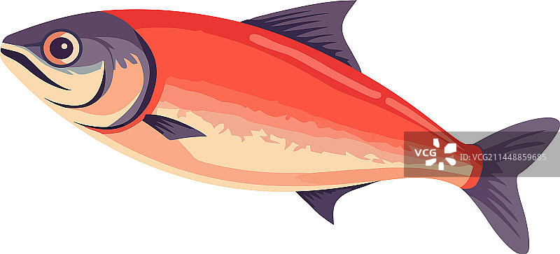 在自然中畅游的鲤鱼美食图片素材