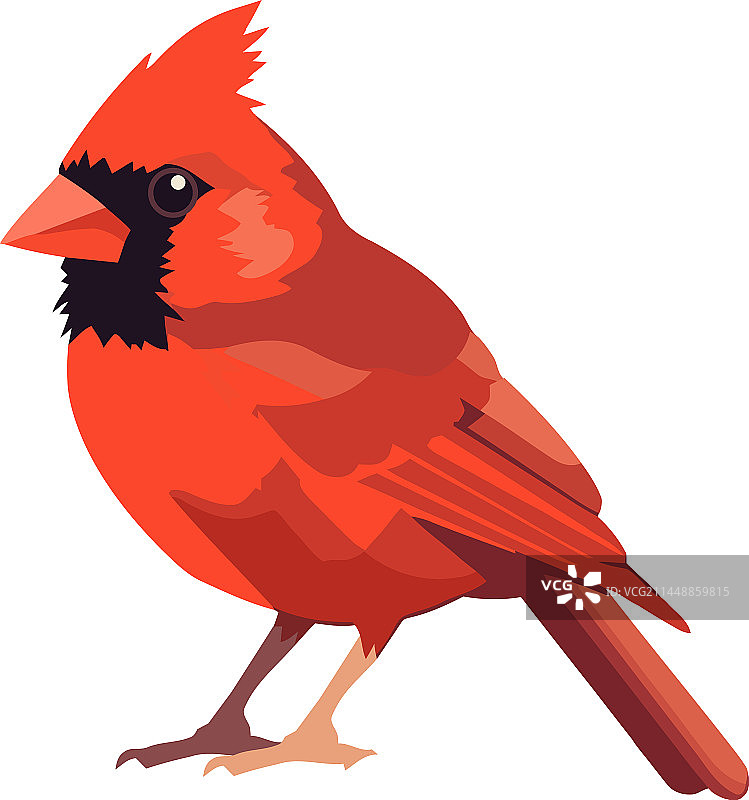 白色背景上的小红麻雀图片素材