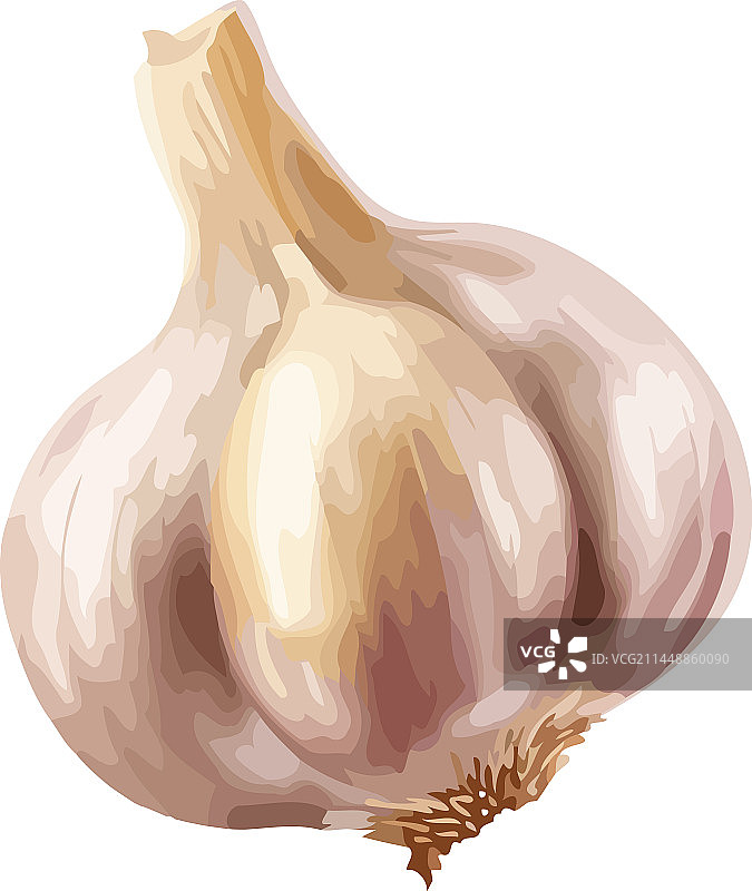 适合秋季烹饪的新鲜有机大蒜图片素材
