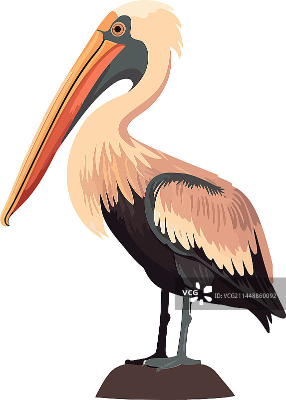 嘴里叼着鱼的飞行鹈鹕图片素材