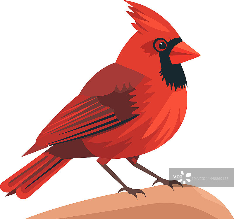 明亮的红色带羽毛的麻雀图片素材