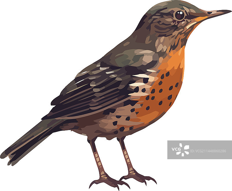 小椋鸟栖息甜美歌唱图片素材