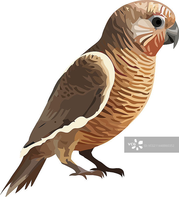 可爱的卡通小鸟图标图片素材