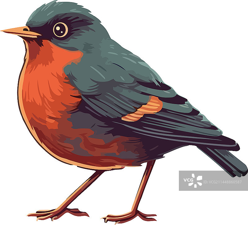 可爱的雀科鸟栖息在森林树枝上图片素材