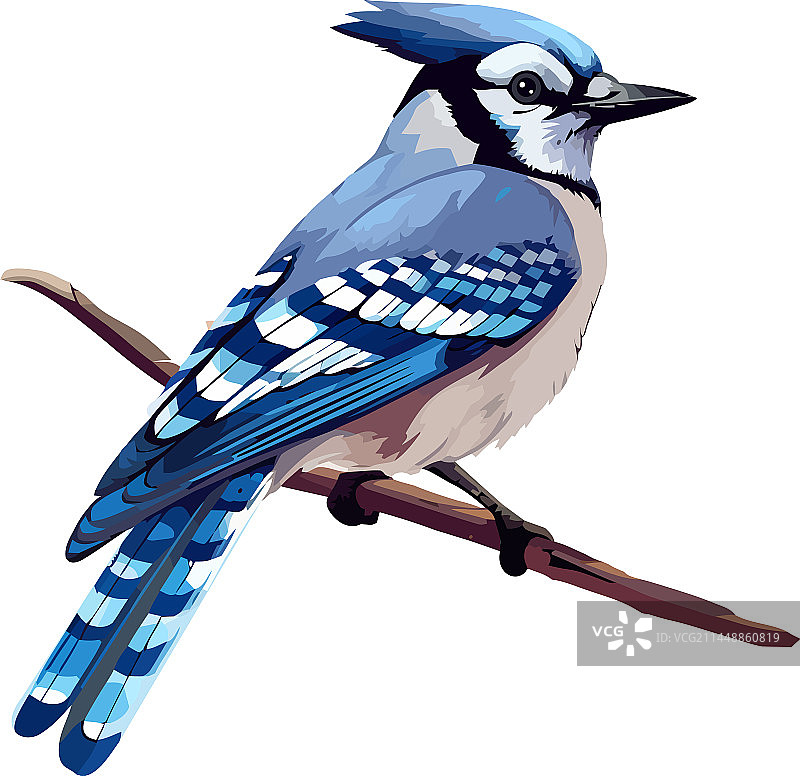 小蓝松鸦栖息在树枝上图片素材