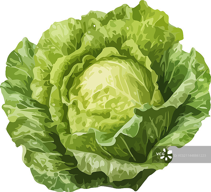 新鲜有机卷心菜：健康素食图片素材