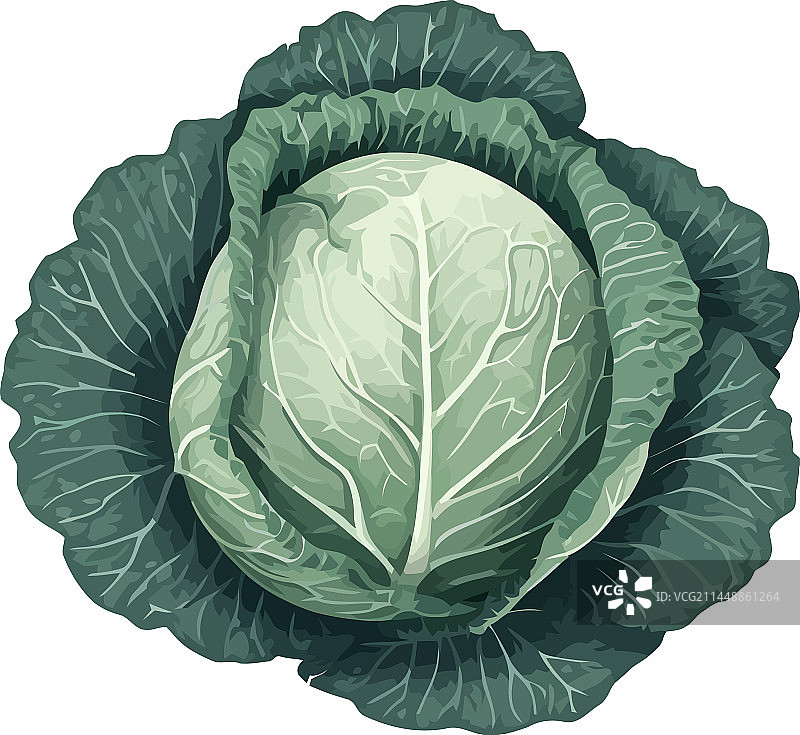 新鲜卷心菜蔬菜，健康减肥餐图片素材