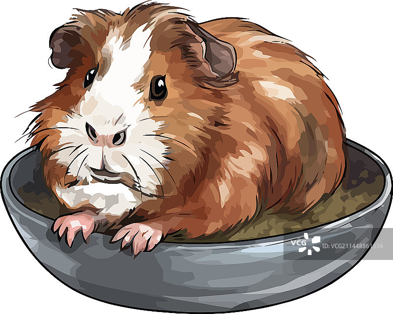 白色背景上的可爱豚鼠图片素材