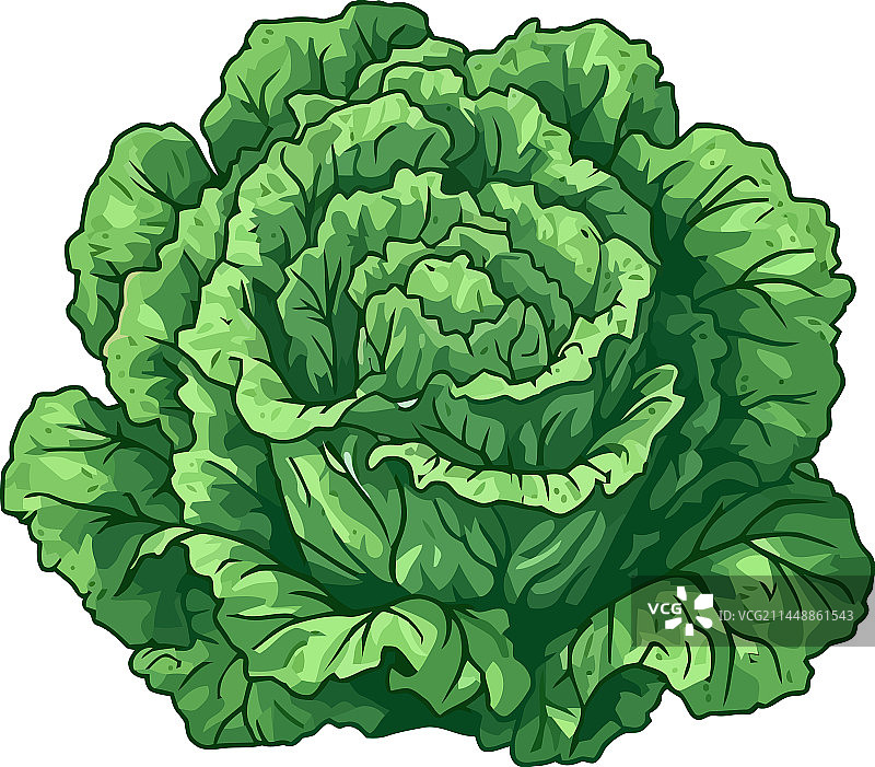 有机蔬菜卷心菜健康餐图片素材