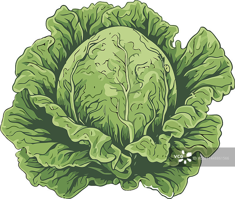 卷心菜蔬菜沙拉健康餐图片素材