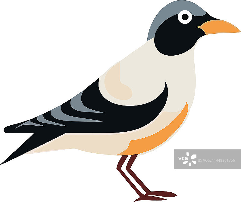 可爱的鸟类设计图片素材