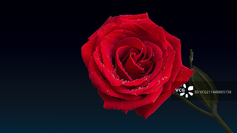 红玫瑰娇柔地绽放。The red rose blooms tenderly.图片素材