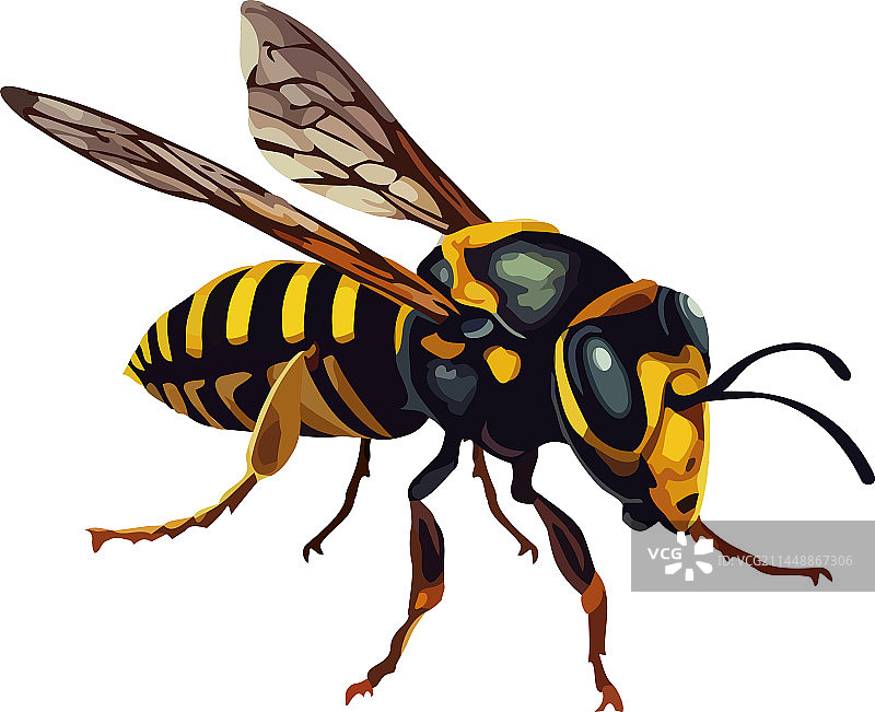 忙碌的蜜蜂授粉图片素材