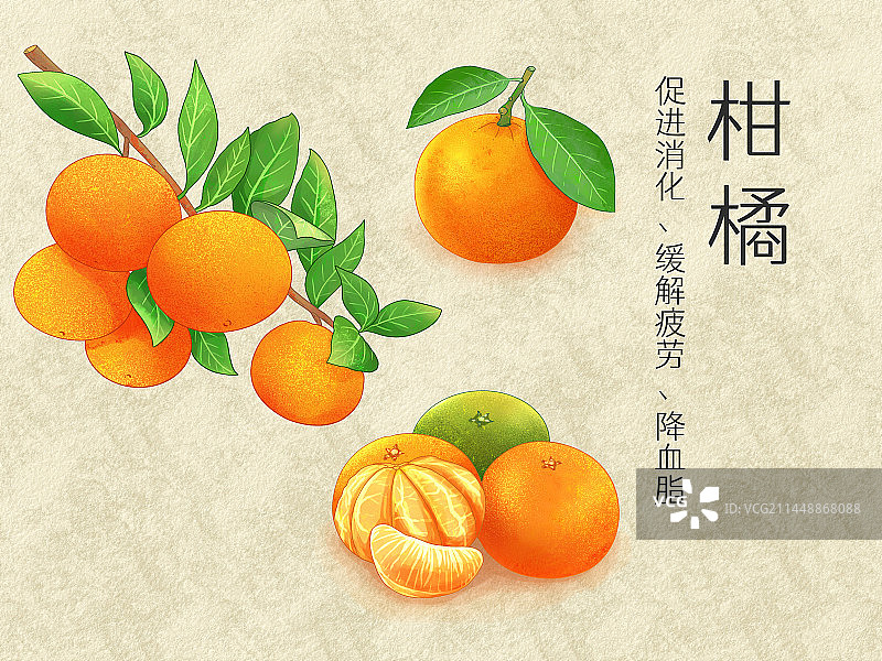 手绘水彩水果柑橘插画图片素材