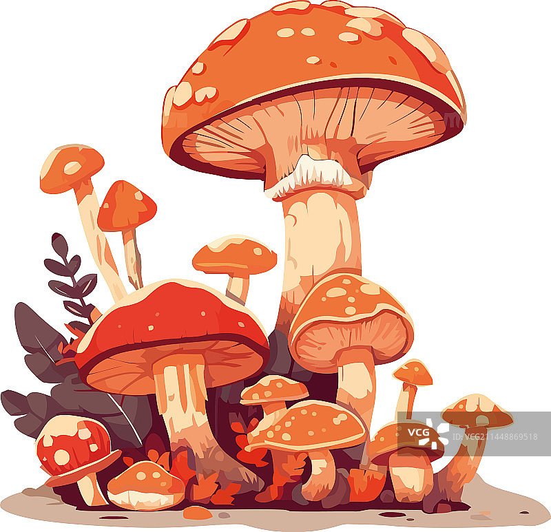 秋季森林蘑菇图片素材