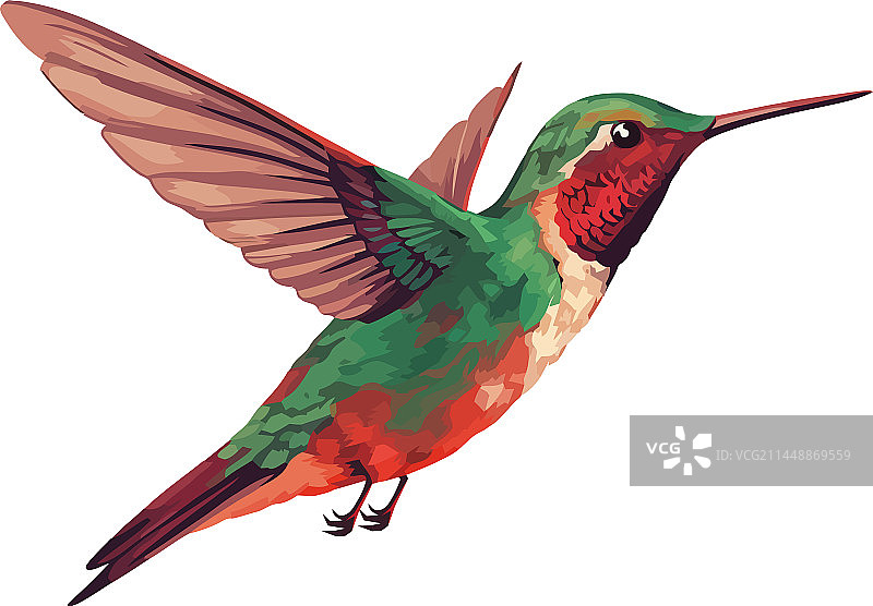 彩色蜂鸟图片素材