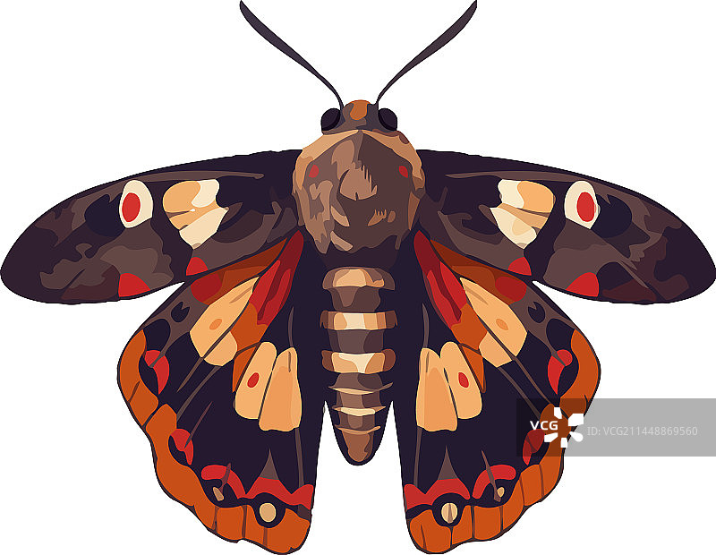 彩色翅膀的蝴蝶图片素材