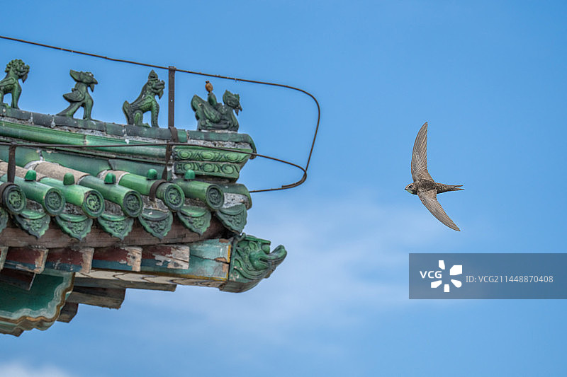 颐和园古建筑斗拱边的北京雨燕图片素材